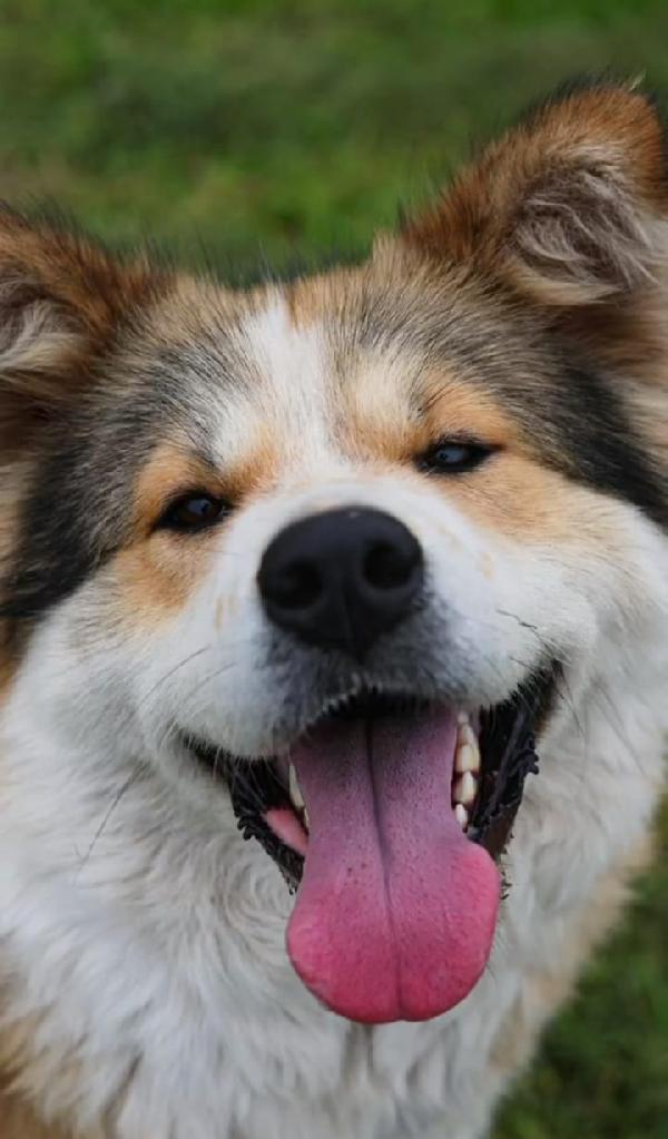 Femmina simil Akitainu 18mesi SPLENDIDA ok gatti NAPOLI Foto 9