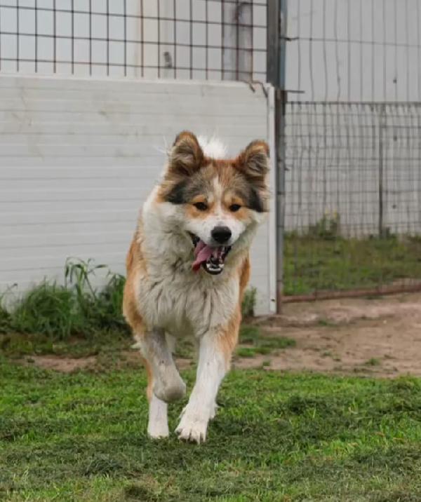 Femmina simil Akitainu 18mesi SPLENDIDA ok gatti NAPOLI Foto 10