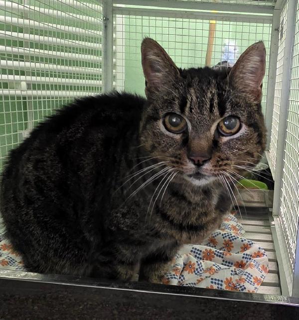 CLEO DOLCE GATTINA Foto 2