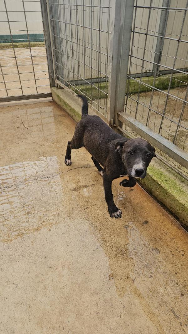 Ametista: 4 Mesi Taglia Media