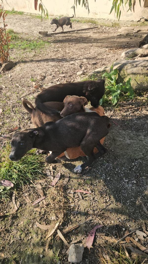 Ametista: 4 mesi taglia media Foto 2