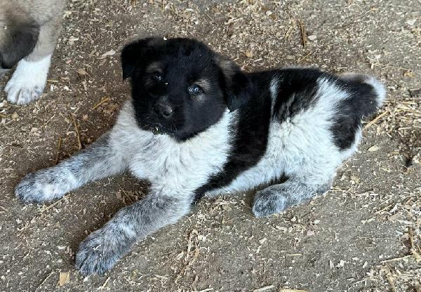 Aiko 50 Giorni Taglia Grande 