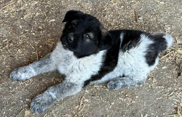 Aiko 50 giorni taglia grande  Foto 2