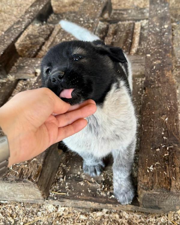 Aiko 50 giorni taglia grande  Foto 3