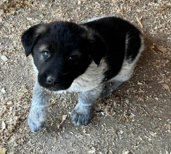 Aiko 50 giorni taglia grande  Foto 4