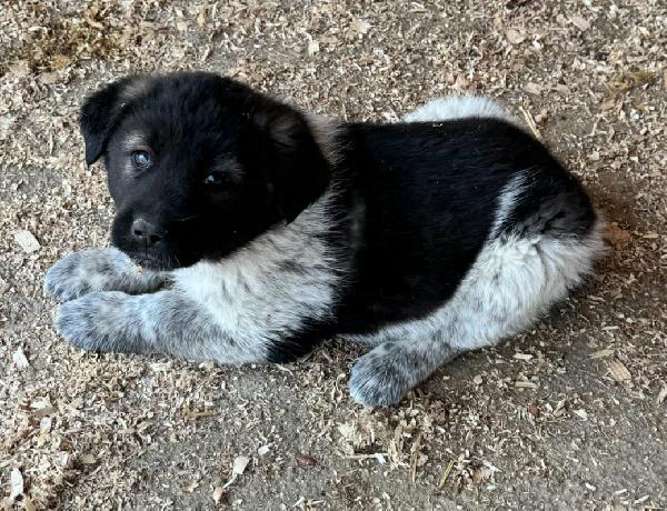 Aiko 50 giorni taglia grande  Foto 5