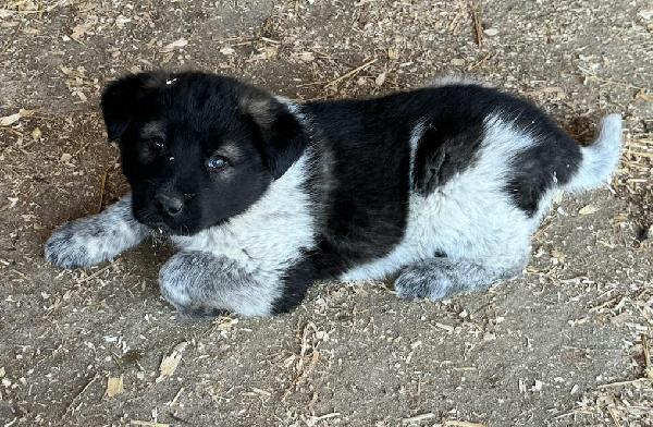 Aiko 50 giorni taglia grande  Foto 6