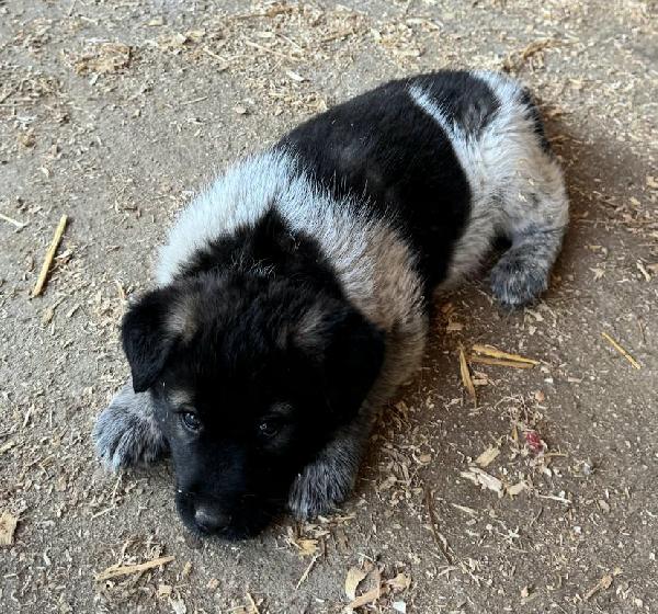 Aiko 50 giorni taglia grande  Foto 7