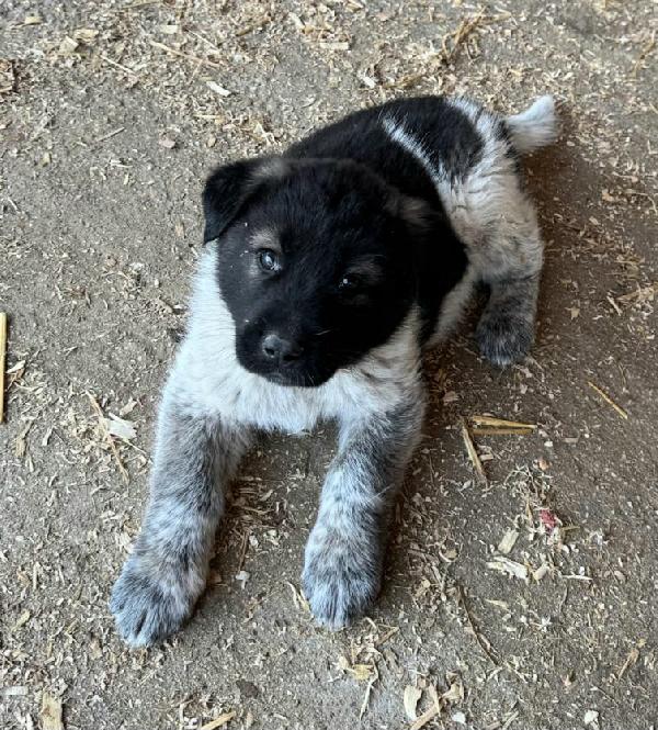 Aiko 50 giorni taglia grande  Foto 8