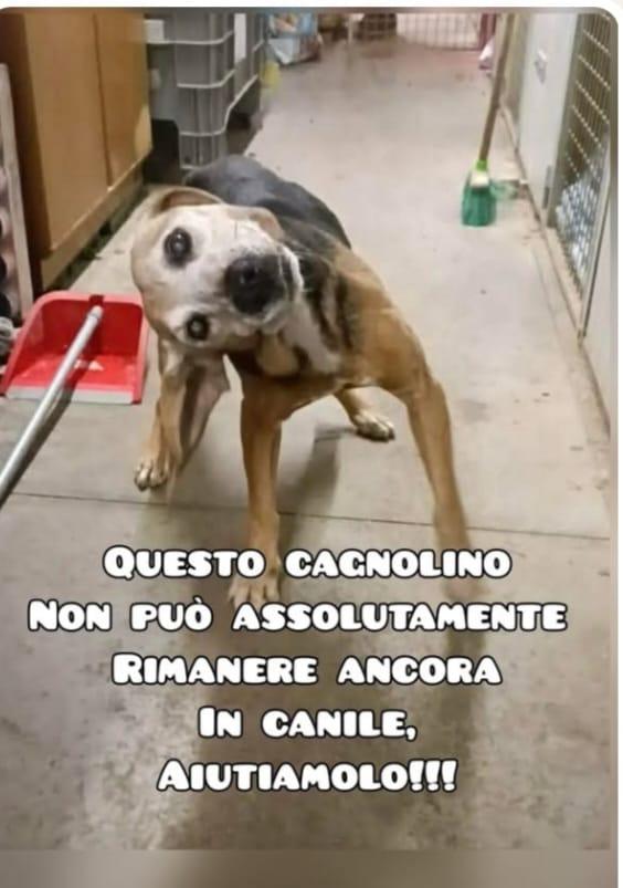 14Anni Medio Piccolo,Problema Vestibolare.urgente! Macerata