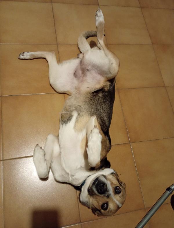 Sally Rischia Il Canile .. Salviamola!