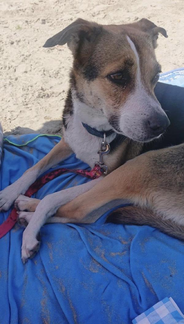 Sally rischia il canile .. salviamola! Foto 2