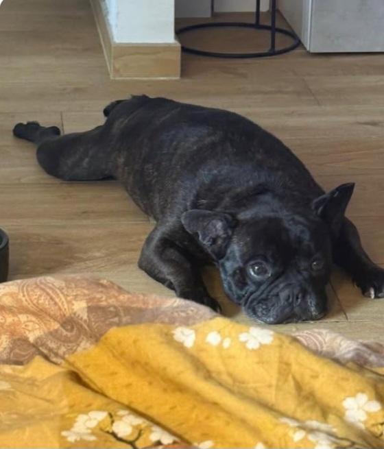 Bulldog Francese 5Anni Urgente Milano