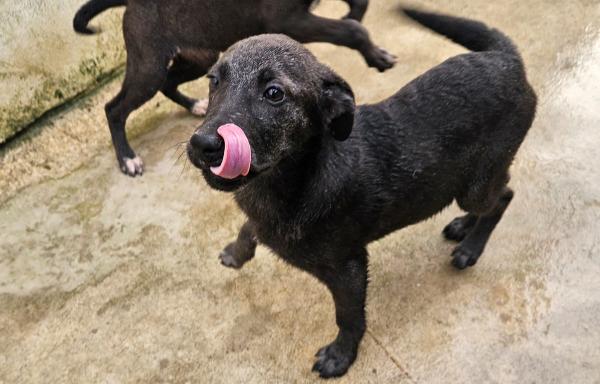 Diamante:  4 Mesi Taglia Media 