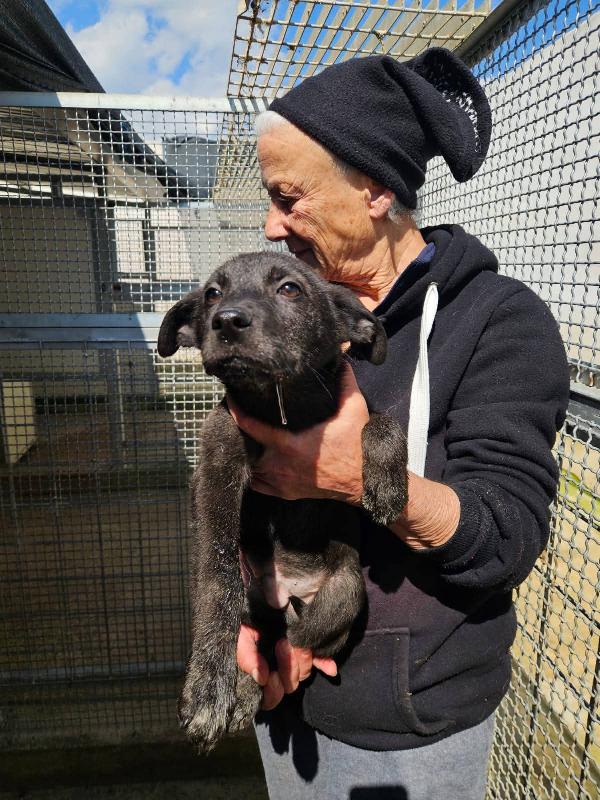 Diamante:  4 mesi taglia media  Foto 3