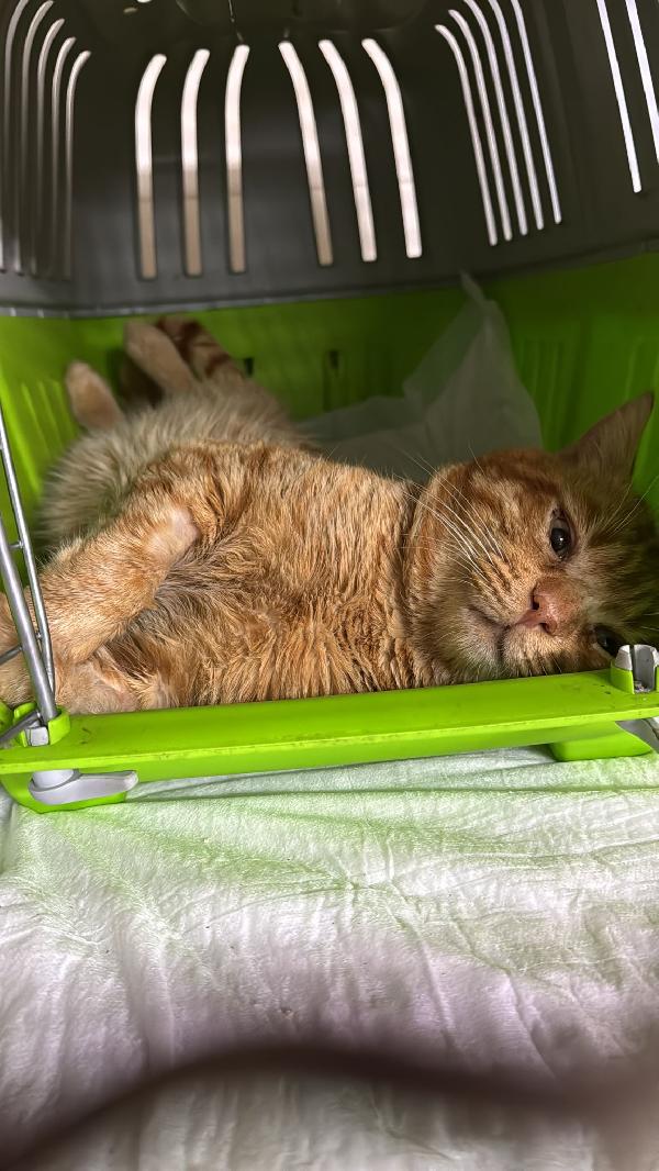 Liberato in cerca di casa per sempre Foto 2