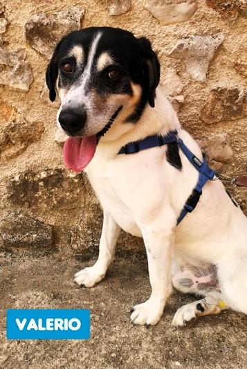 Valerio Tenera Adozione Del Cuore