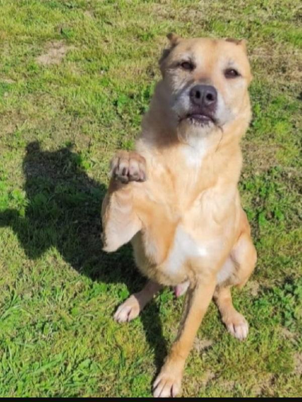 Povero Baffo 9anni NESSUNO LO HA NOTATO! TARANTO Foto 2