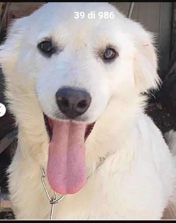 Bianca 10mesi superbella ma in canile da cucciola.MOLISE Foto 2