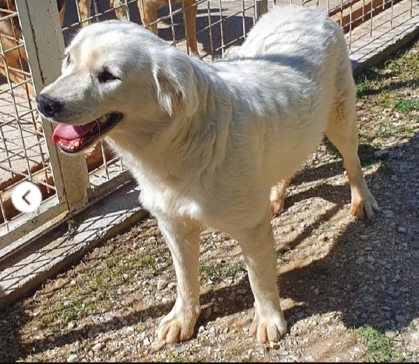 Bianca 10mesi superbella ma in canile da cucciola.MOLISE Foto 3