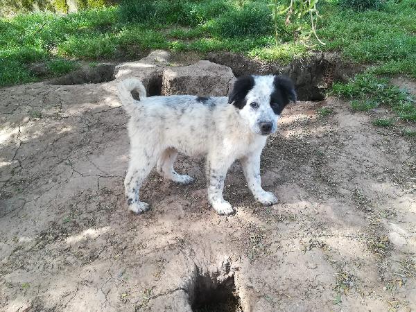 ZARA MIX SETTER/BORDER COLLIE  Foto 2