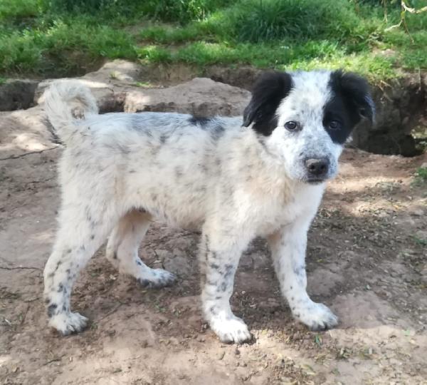 ZARA MIX SETTER/BORDER COLLIE  Foto 4