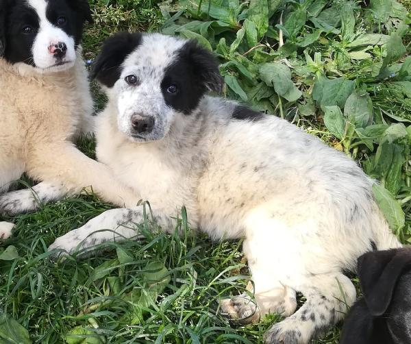 ZARA MIX SETTER/BORDER COLLIE  Foto 7