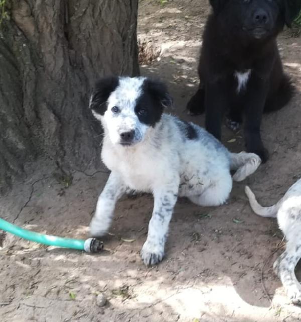 ZARA MIX SETTER/BORDER COLLIE  Foto 8