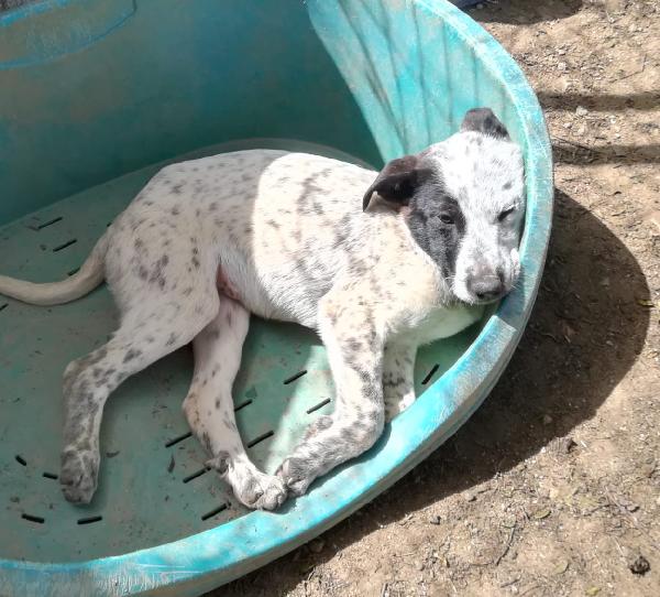 PEPE MIX SETTERINO  Foto 2