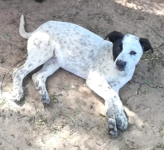 PEPE MIX SETTERINO  Foto 3