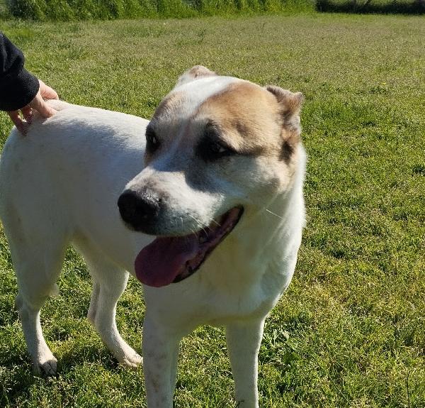 Violetta: Dolcezza Timida In Cerca Di Riscatto