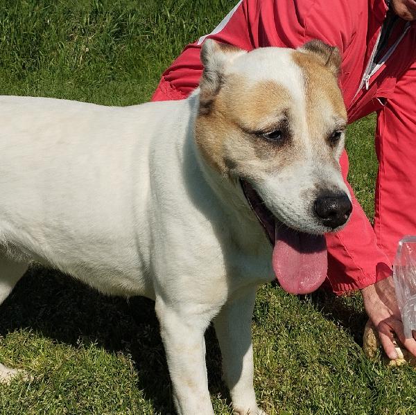 VIOLETTA: Dolcezza timida in cerca di riscatto Foto 2