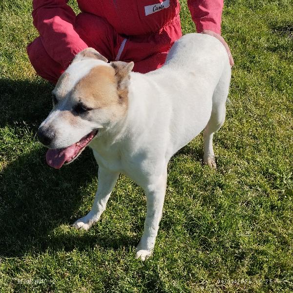 VIOLETTA: Dolcezza timida in cerca di riscatto Foto 3