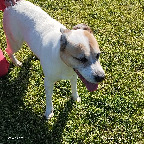 VIOLETTA: Dolcezza timida in cerca di riscatto Foto 4