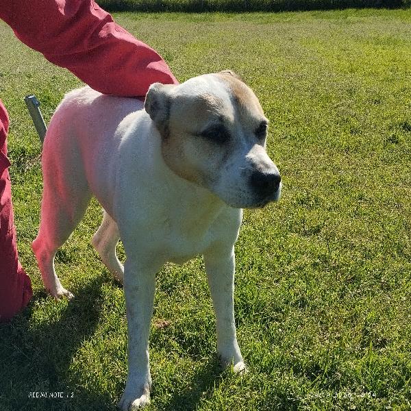 VIOLETTA: Dolcezza timida in cerca di riscatto Foto 5