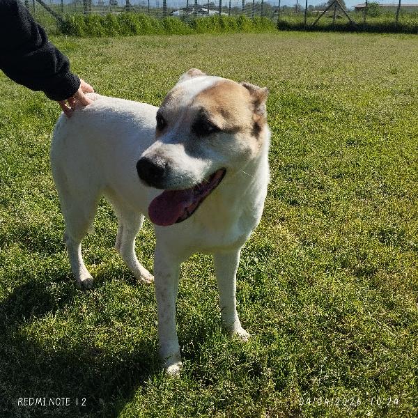 VIOLETTA: Dolcezza timida in cerca di riscatto Foto 6