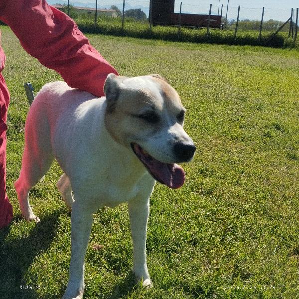 VIOLETTA: Dolcezza timida in cerca di riscatto Foto 7