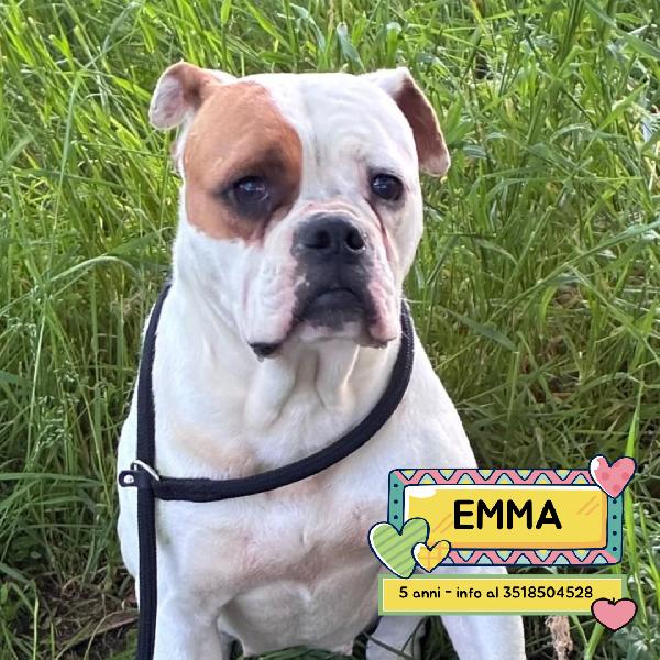Emma - American Bulldog 5 Anni Cerca Casa - In Adozione