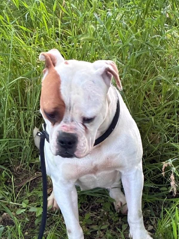 EMMA - american bulldog 5 anni cerca casa - in adozione Foto 3