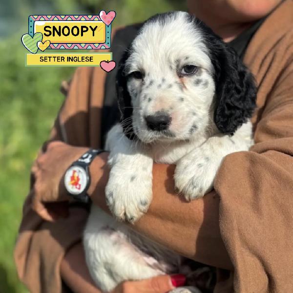Snoopy Cucciolo Setter Inglese Cerca Casa - In Adozione