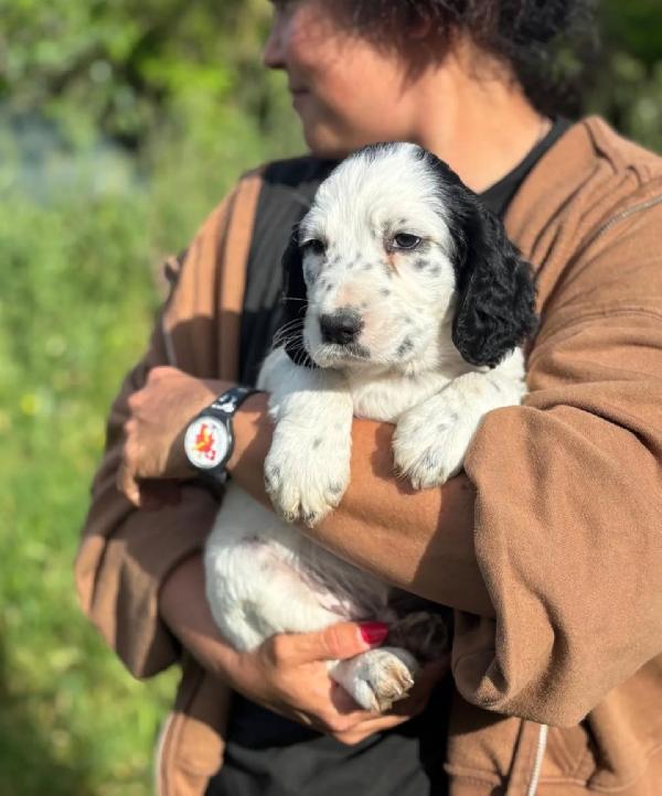 SNOOPY cucciolo setter inglese cerca casa - in adozione Foto 2