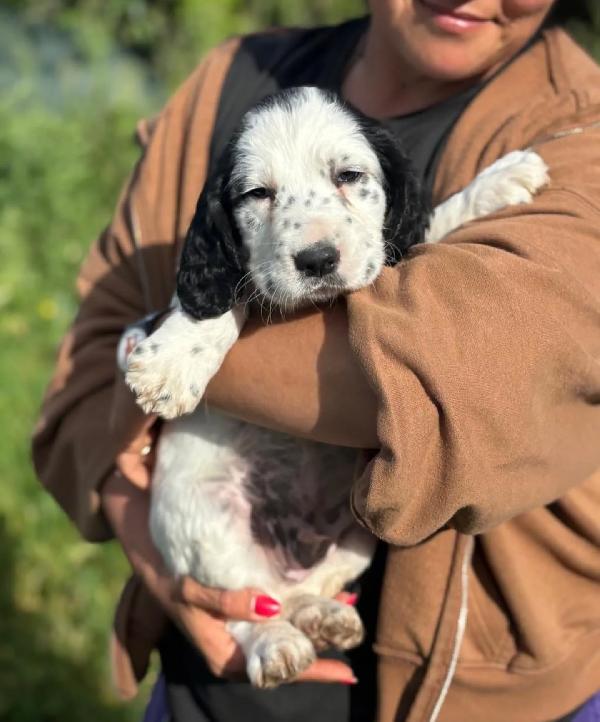 SNOOPY cucciolo setter inglese cerca casa - in adozione Foto 3