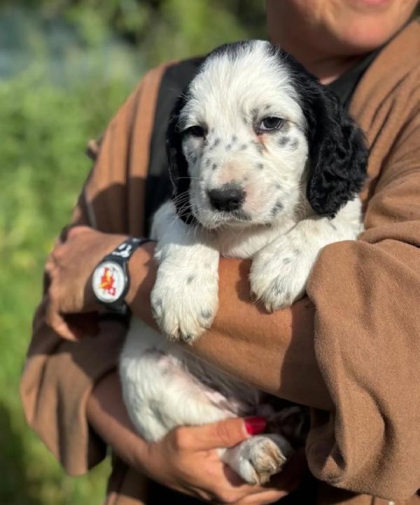 SNOOPY cucciolo setter inglese cerca casa - in adozione Foto 4