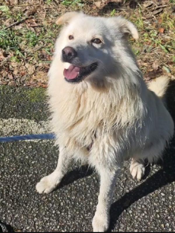 4/5anni pelo lungo ASPETTA CASA DA OLTRE 4ANNI! NOVARA Foto 7