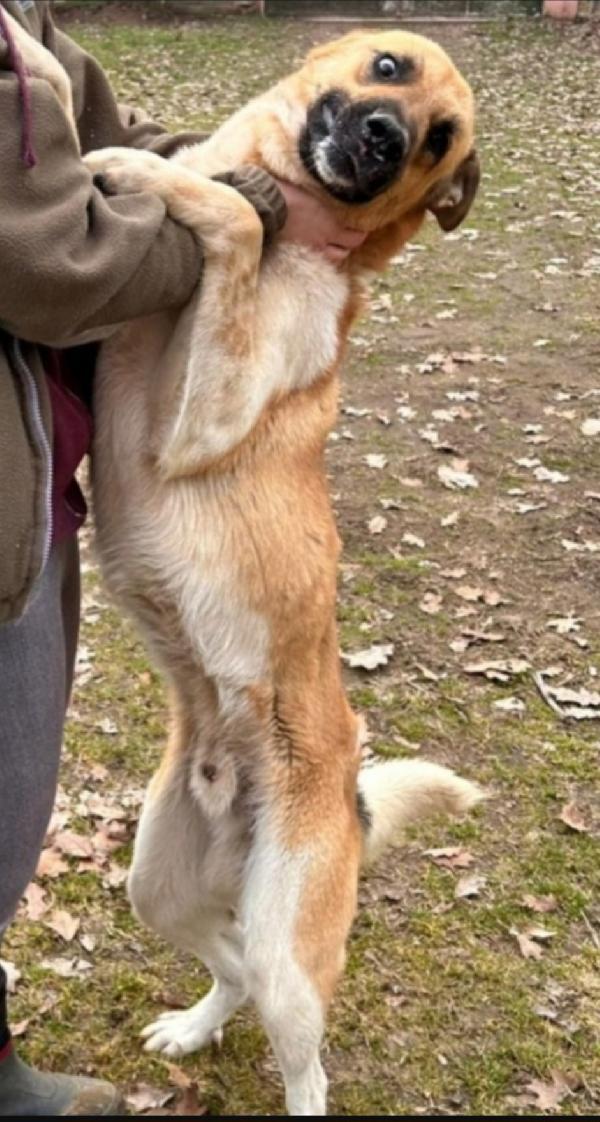 Coocky giovane mix pastorino salvato 2anni fa.GARLASCO PV Foto 2