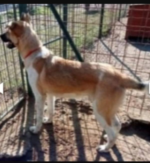 Coocky giovane mix pastorino salvato 2anni fa.GARLASCO PV Foto 4