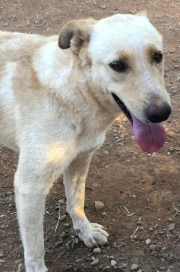 Zaira Splendida Mix Pastore 3Anni Salvata 2Anni Fa.calabria