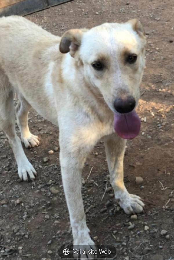 Zaira splendida mix Pastore 3anni salvata 2anni fa.CALABRIA Foto 2