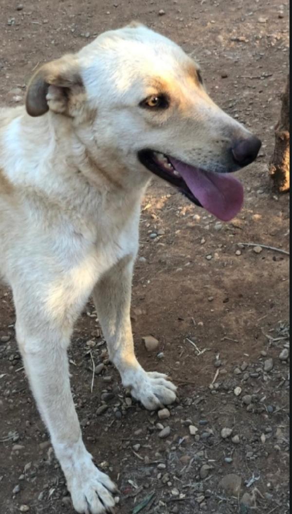 Zaira splendida mix Pastore 3anni salvata 2anni fa.CALABRIA Foto 3