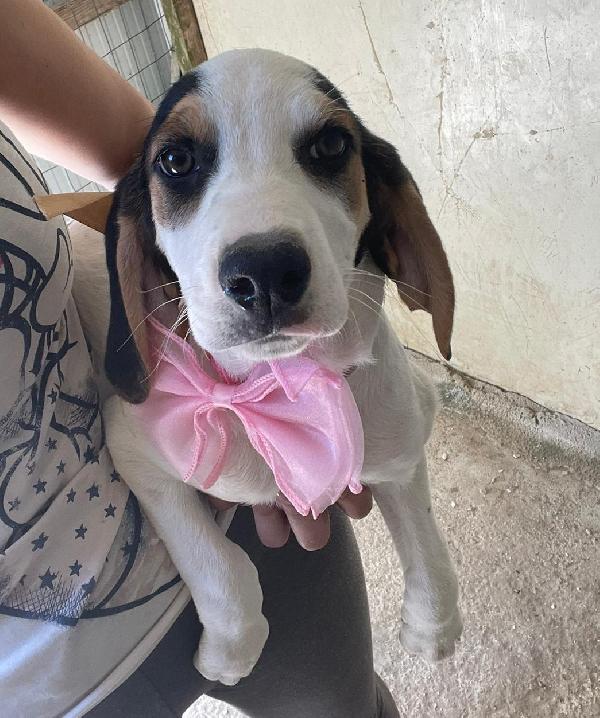 La Bellissima Selene